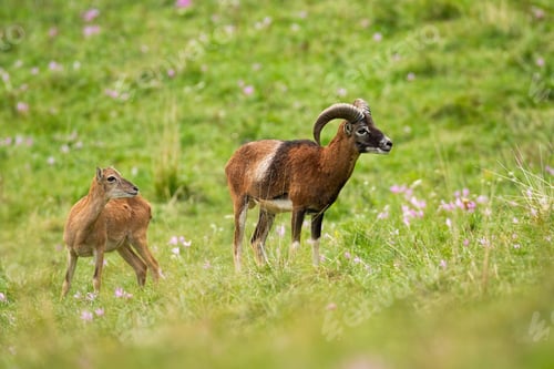 Preview: Mouflon ram and ewe looking aside on green meadow with wildflowers in summer
