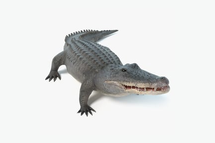 Preview: Animated American Alligator