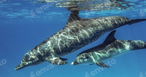 Preview: Coral reef and fish underwater photo. Underwater world scene.