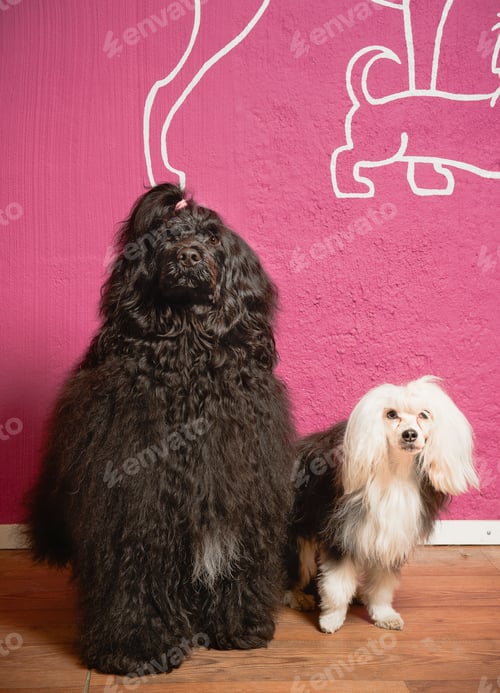 Preview: Portrait of two dogs in grooming salon