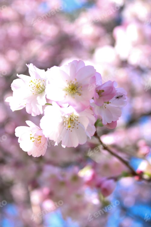 Vista previa: Spring flowers
