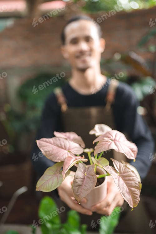 Preview: nature plant gardening hobby, happy man person lifestyle with growing flower green leaf