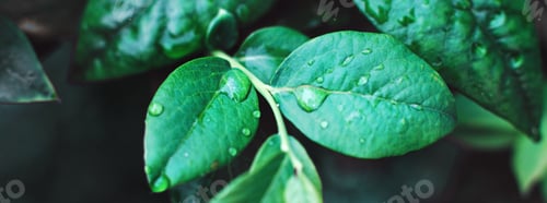 Preview: wet green blueberry bushes with drop of water close up. natural leaves background. banner