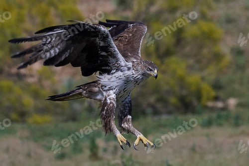 Preview: Bonellis eagle (Aquila fasciata)