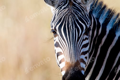 Preview: Wild African Zebra with long eyelashes