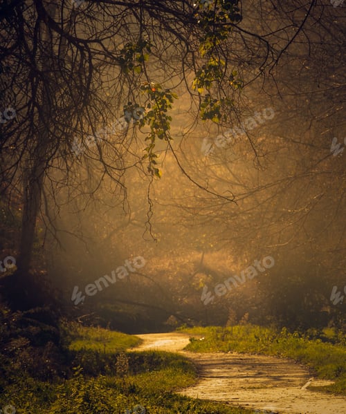 Preview: Scenic view of a road in a green forest in autumn morning