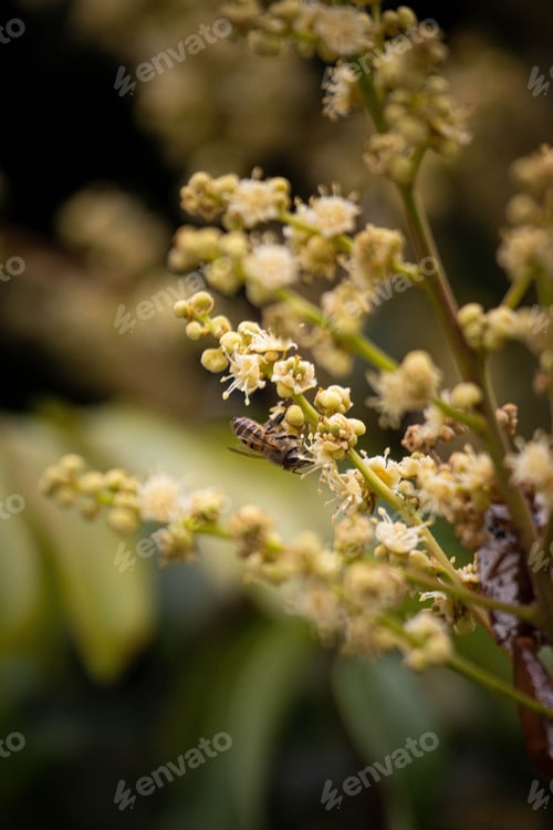 Preview: Selective focus shot of a bee collecting pollen