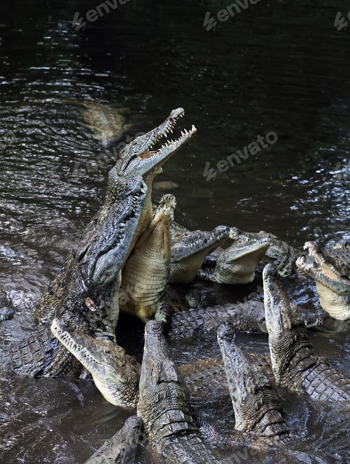 Preview: Group crocodile
