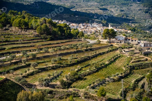 Preview: Valley of plantations of olive in Guadalest. Alicante. Spain