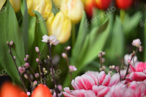 Preview: beautiful spring flowers - colored tulips on a blurred background with bokeh
