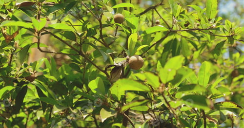 Preview: Goa, India. Young Fruits Manilkara Zapota Growing On Tree Plantation. Organic Farming Agricultural