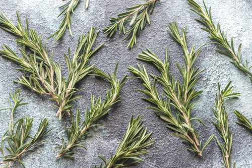 Preview: Fresh rosemary on navy background