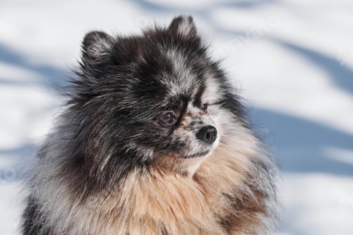 Preview: Pomeranian Spitz dog close up portrait, cute black marble with tan Spitz puppy sitting on snow