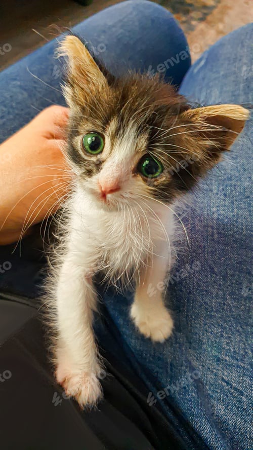 Preview: Gray fluffy domestic kitten with yellow-green eyes. Pets.