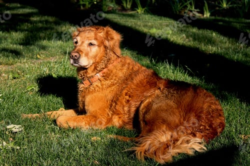 Preview: golden retriever, dog, pet, retriever