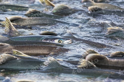 Preview: Salmon spawning