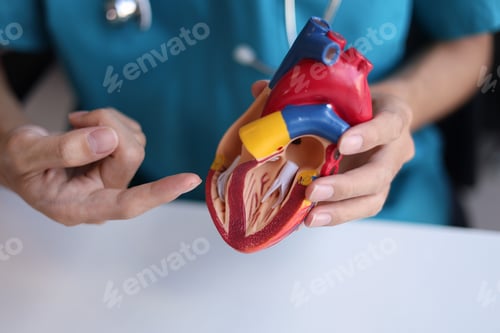 Preview: Doctor using heart model to explain blood flows direction.