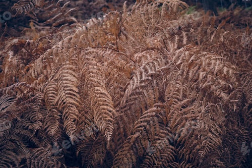 Preview: Dry twigs of fern