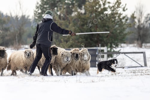 Preview: Australian Shepherd Dog herding a group of sheep. Dog breed's working ability. Working dog