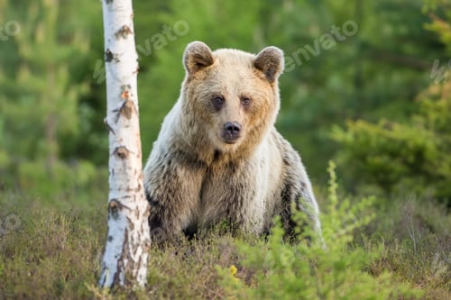 Preview: Shy brown bear female standing near to birch tree in moorland