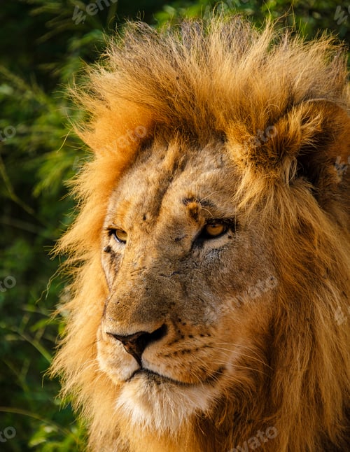 Preview: African Lions during safari game drive in Kruger National park South Africa