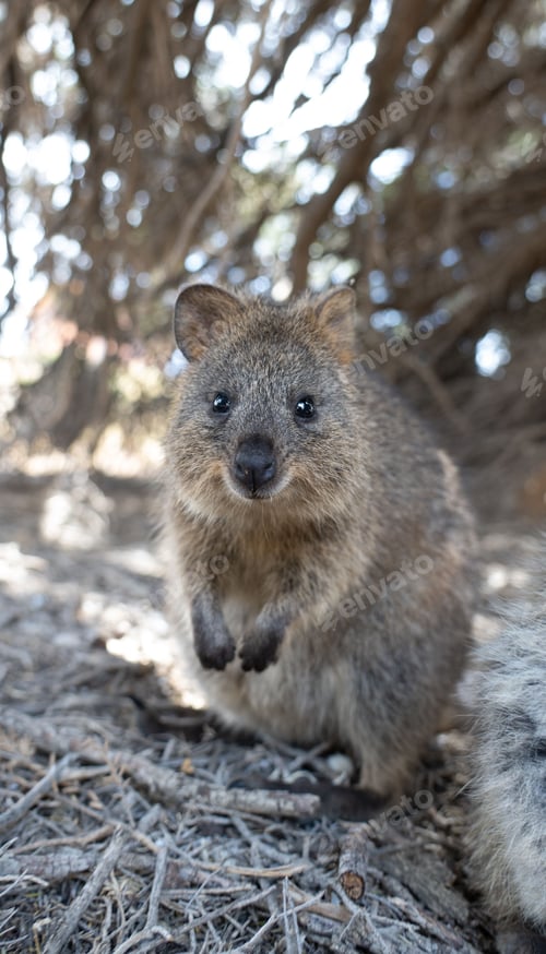 Preview: Adorable quokka standing on the ground looking at the camera