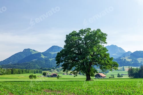 Preview: Panoramic view of tree, green alpine meadows and mountains