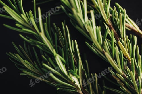 Preview: Macro photograph of two Rosemary sprigs, featuring their vibrant green leaves