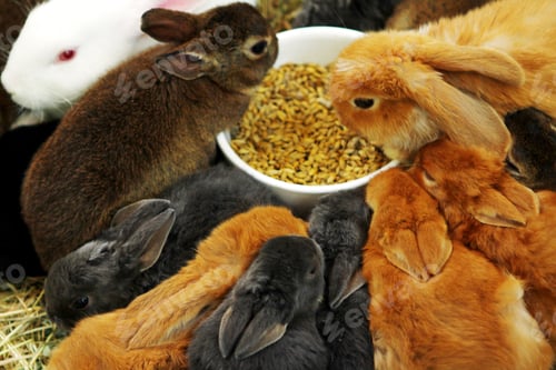 Preview: Many different and cute rabbits