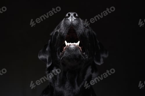 Preview: Front view of barking black retriever in dark background