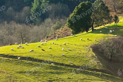 Preview: Sheep on the hillside