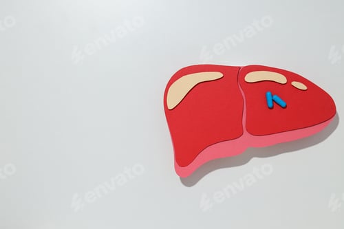 Preview: Paper liver mockup on white background, space for text