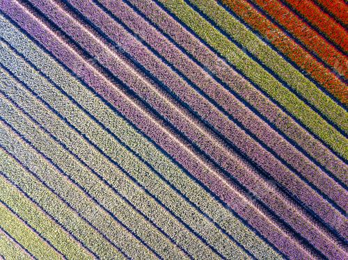 Preview: Aerial view Tulip field