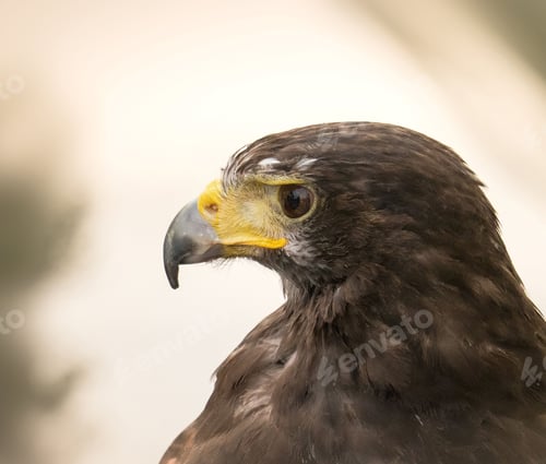 Preview: Closeup of a brown hawk