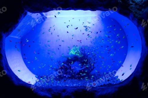 Preview: small fishes swimming under water in aquarium with blue lighting