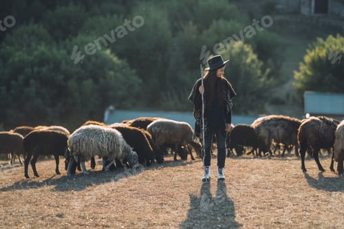 Preview: Female shepherd and flock of sheep at a lawn