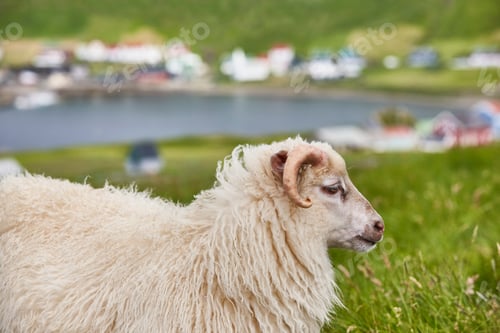 Preview: Sheep grazing on Faroe islands coastline. Green scenic landscape