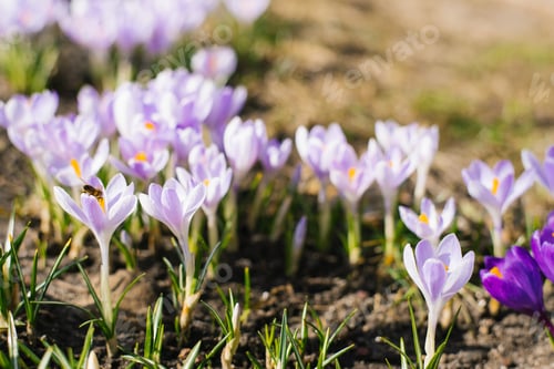 Vista previa: Hermosos azafranes de primavera de color lila en el jardín