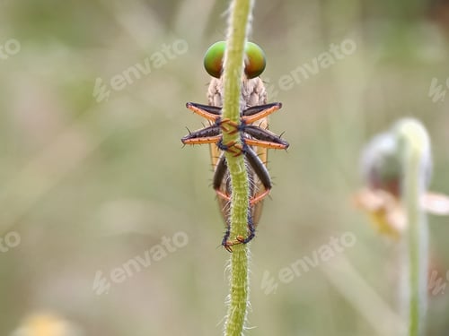 Preview: Robberfly