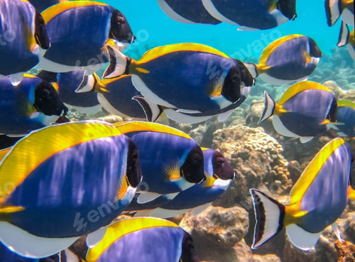 Preview: Beautiful colorful coral reef and tropical fishes underwater.