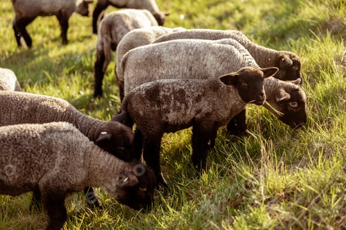 Preview: Flock of sheep on field. Sheep and lamb on the meadow eating grass in the herd. Farming outdoor.