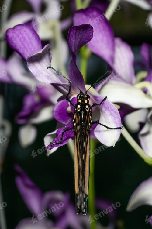 Preview: artistic view of a butterfly