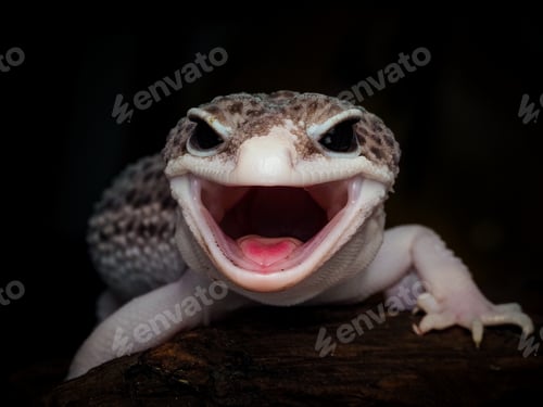 Preview: max snow leopard gecko laugh