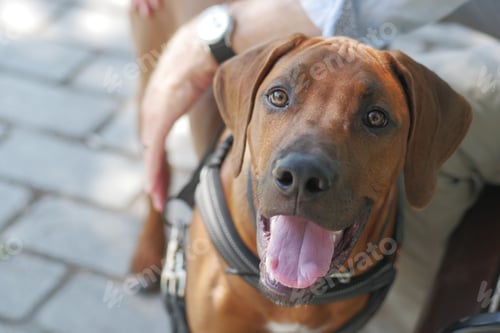 Preview: Fawn dog with tongue out sits on persons lap, wearing collar