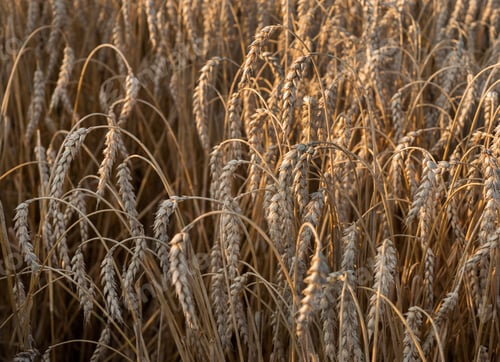 Preview: ripe dry, bent ears of wheat field. Concept oagricultural industry, dry wheat field