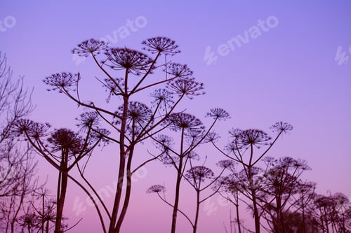 Preview: dry hogweed flowers at sunset