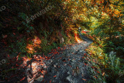Preview: Forest trail Camino de Santiago