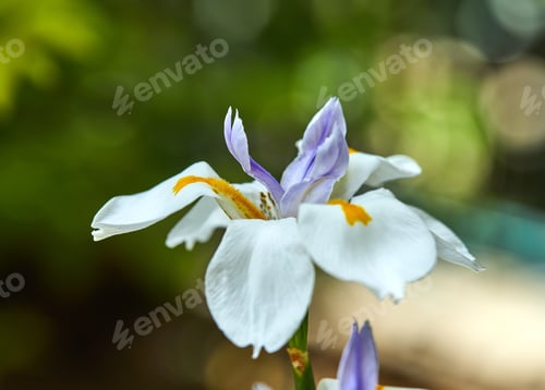 Preview: White Iris flower growing in nature