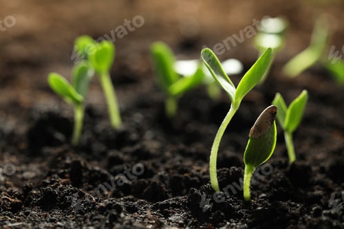 Preview: Young vegetable seedlings growing in soil outdoors, space for text
