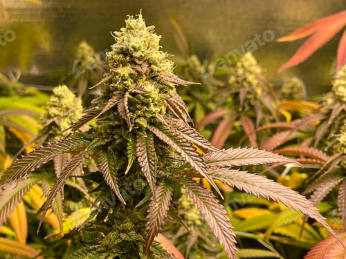 Preview: Colorful Cannabis Plants